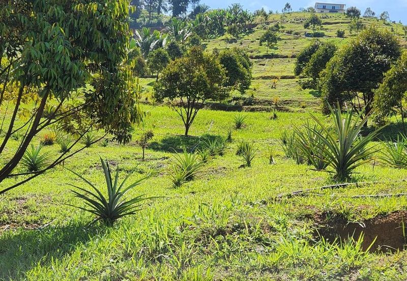 Kebun Musang King 16 ekar di N.9 untuk Dijual