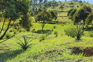 Kebun Musang King 16 ekar di N.9 untuk Dijual