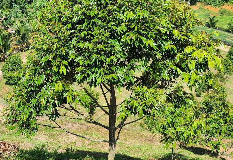 Kebun Musang King 16 ekar di N.9 untuk Dijual