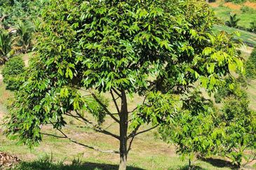 Kebun Musang King 16 ekar di N.9 untuk Dijual