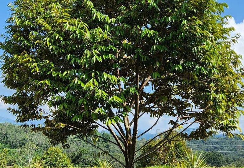 Kebun Musang King 16 ekar di N.9 untuk Dijual