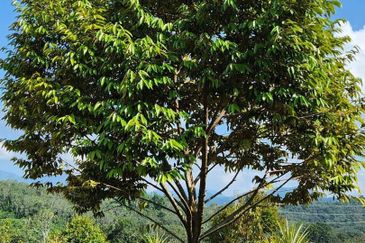 Kebun Musang King 16 ekar di N.9 untuk Dijual