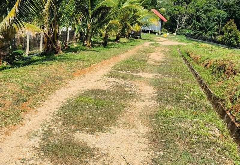 Kebun Musang King 16 ekar di N.9 untuk Dijual