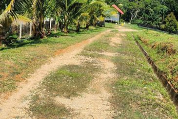 Kebun Musang King 16 ekar di N.9 untuk Dijual