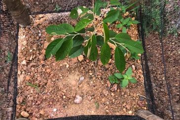 [DEPAN JALAN] Tanah 4.425 ekar di Alor Gajah, Melaka