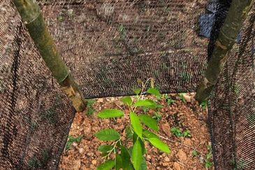 [DEPAN JALAN] Tanah 4.425 ekar di Alor Gajah, Melaka