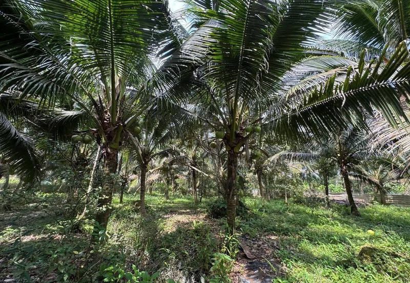 Rimba Terjun Pontian