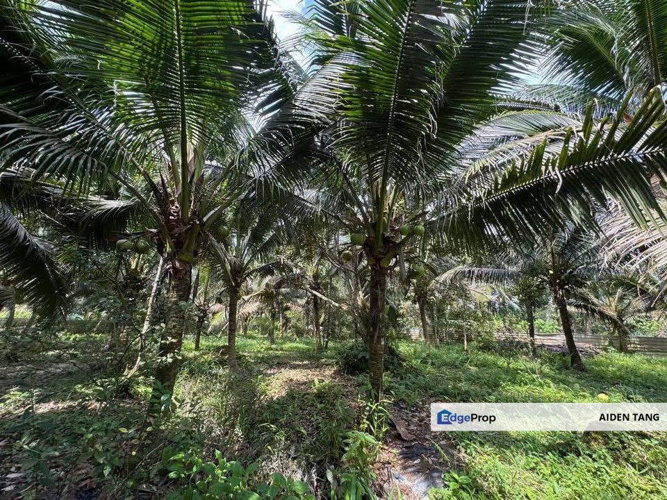 Pontian Agriculture Land, Johor, Pontian