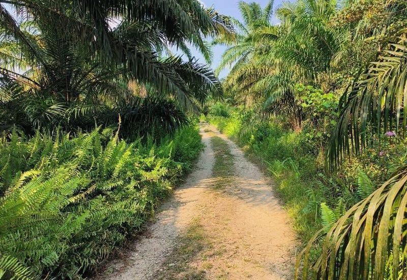 Rimba Terjun Pontian