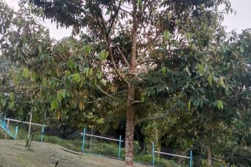 Hot🔥4 acres Raub Durian Orchard Land for SALE 