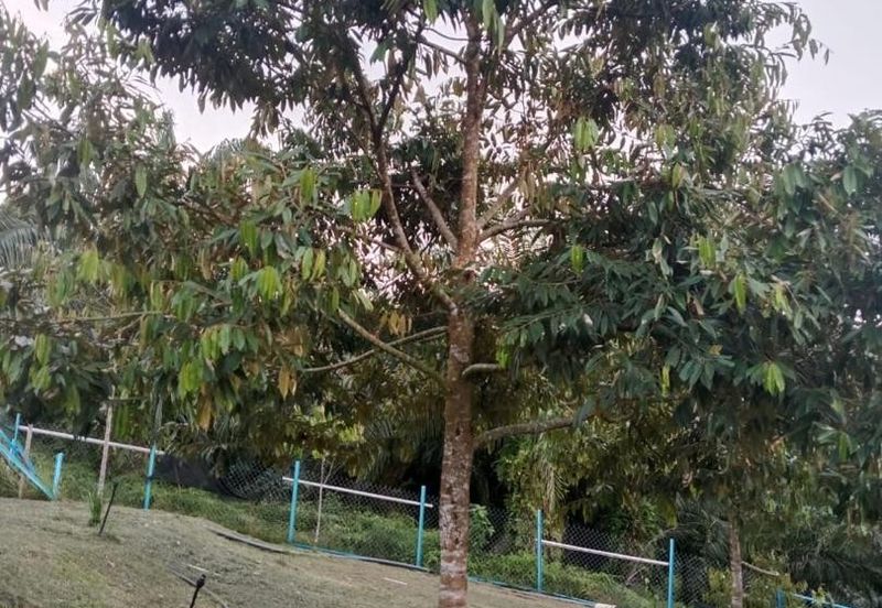 Hot🔥4 acres Raub Durian Orchard Land for SALE 