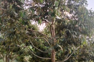 Hot🔥4 acres Raub Durian Orchard Land for SALE 