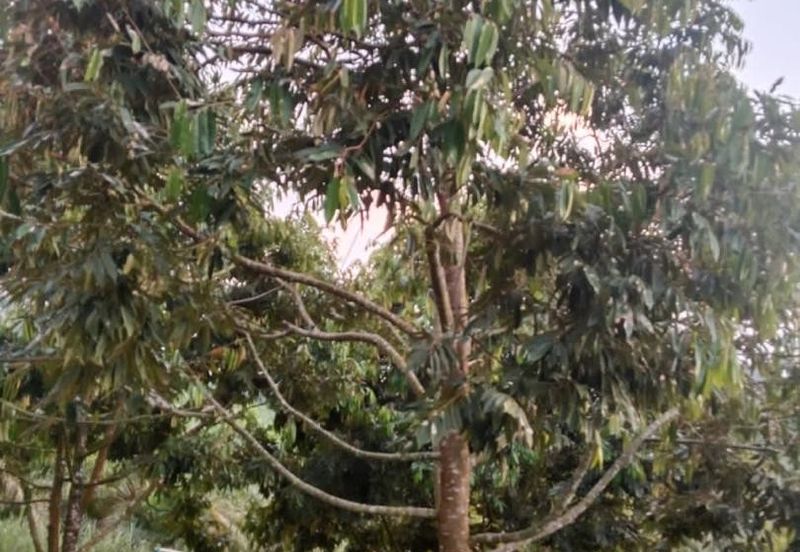 Hot🔥4 acres Raub Durian Orchard Land for SALE 