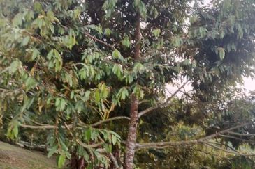 Hot🔥4 acres Raub Durian Orchard Land for SALE 