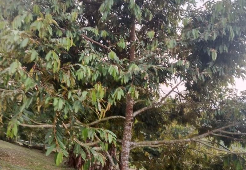 Hot🔥4 acres Raub Durian Orchard Land for SALE 