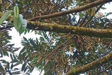 Hot🔥4 acres Raub Durian Orchard Land for SALE 