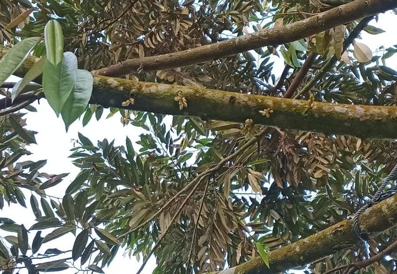 Hot🔥4 acres Raub Durian Orchard Land for SALE 