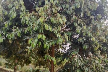 Hot🔥4 acres Raub Durian Orchard Land for SALE 