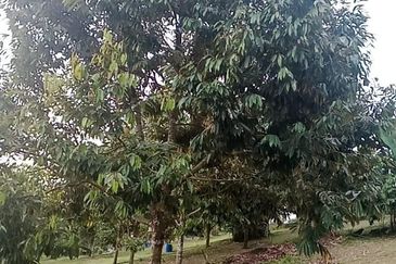 Hot🔥4 acres Raub Durian Orchard Land for SALE 