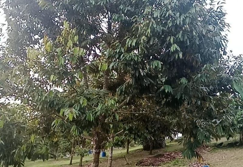Hot🔥4 acres Raub Durian Orchard Land for SALE 