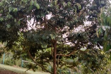 Hot🔥4 acres Raub Durian Orchard Land for SALE 