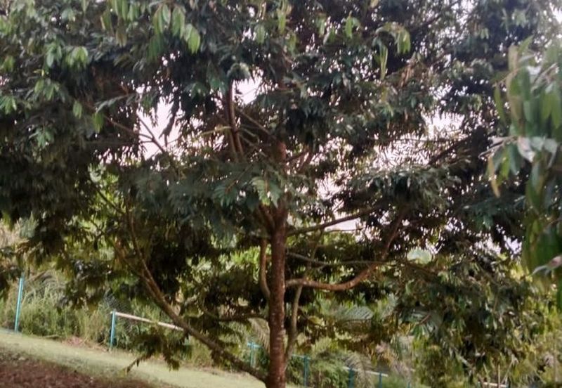 Hot🔥4 acres Raub Durian Orchard Land for SALE 