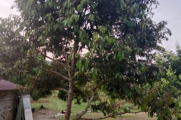 Hot🔥4 acres Raub Durian Orchard Land for SALE 