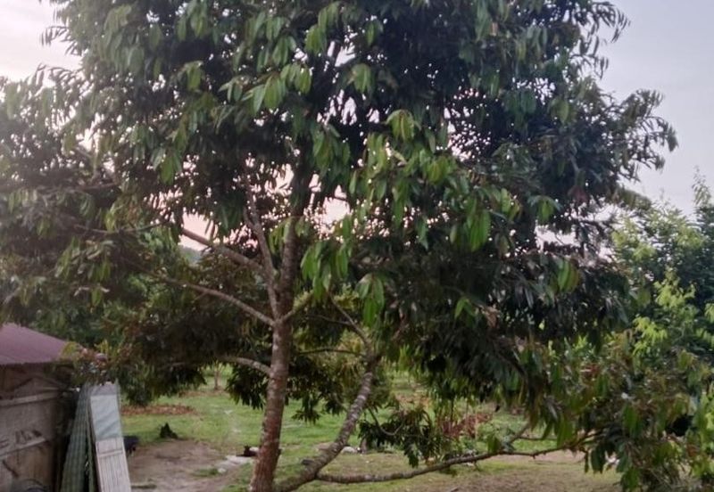 Hot🔥4 acres Raub Durian Orchard Land for SALE 