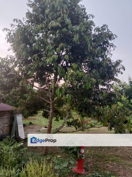 Hot🔥4 acres Raub Durian Orchard Land for SALE , Pahang, Sungai Ruan