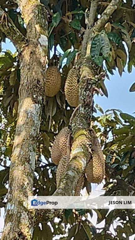 Ulu Triang N9 @Total Land 33 Acres @5.1 Acres D24 Durian Tree @28 Acres Palm Oil Tree for Sale RM6.6mils, Negeri Sembilan, Jelebu