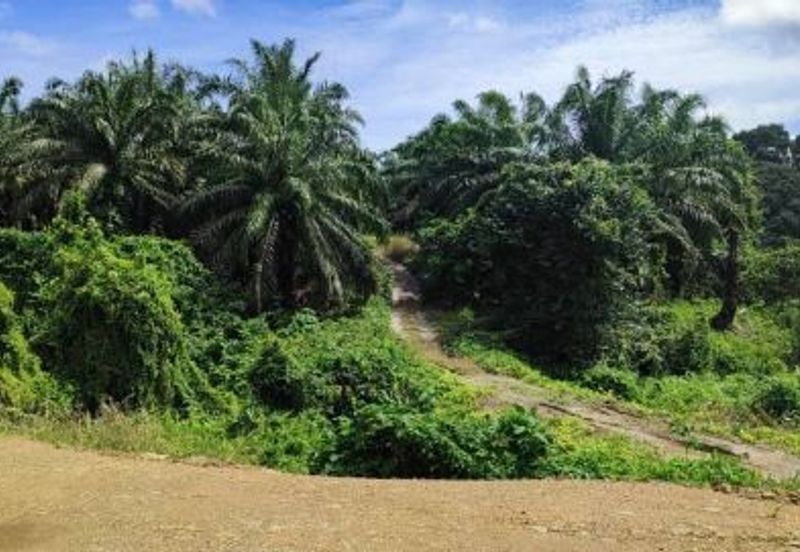 [Sales - Rm180k per Acre]  16Acres Agriculture Land PALM OIL Bandar Bera Teriang pahang