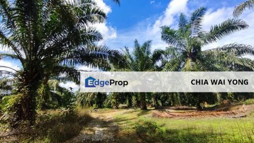 [Sales - Rm180k per Acre]  16Acres Agriculture Land PALM OIL Bandar Bera Teriang pahang, Pahang, Bera
