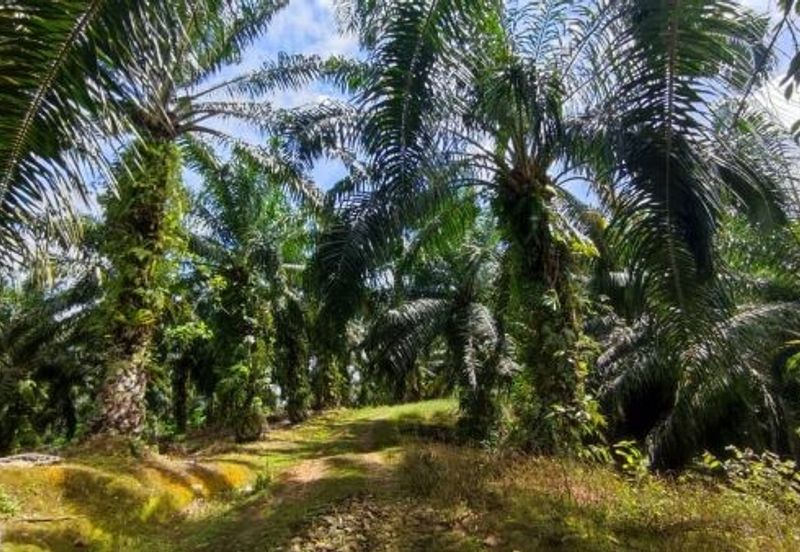 [Sale - Rm180k per Acres] 16 Acres Agriculture Land Bandar BERA, Teriang, Pahang.