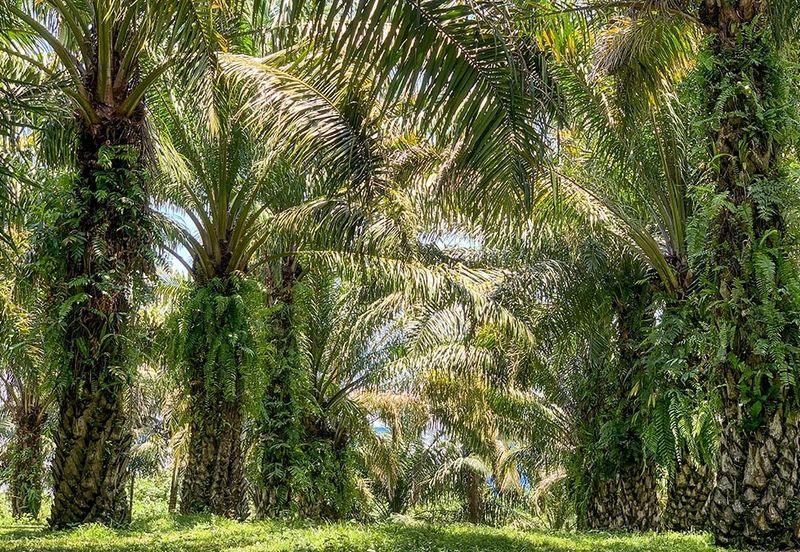 [Sale - Rm140k per Acres] 16 Acres Agriculture Land Bandar BERA, Teriang, Pahang.