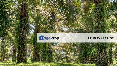 [Sale - Rm140k per Acres] 16 Acres Agriculture Land Bandar BERA, Teriang, Pahang., Pahang, Bera