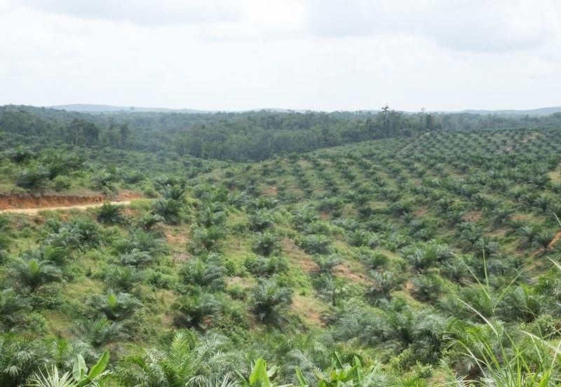 【Rm180k Per Acres】 8 Acres Palm Oil FREEHOLD Land Bandar BERA Teriang Pahang