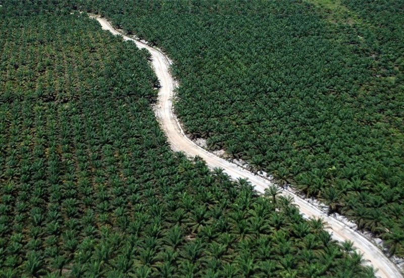 【PalmOil Land - Rm180k per acres】 8 Acres Agriculture Land Freehold BANDAR BERA Pahang