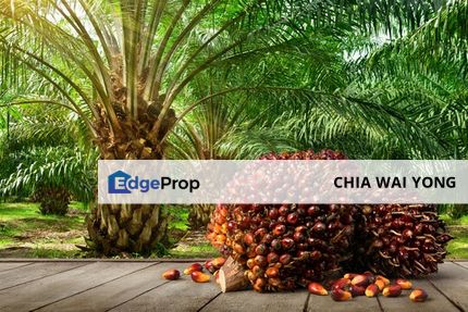【PalmOil Land - Rm180k per acres】 8 Acres Agriculture Land Freehold BANDAR BERA Pahang, Pahang, Bera