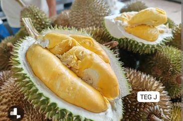 Mentakab Agricultural Land