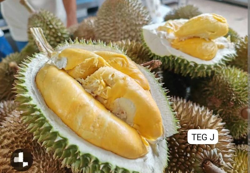 Mentakab Agricultural Land