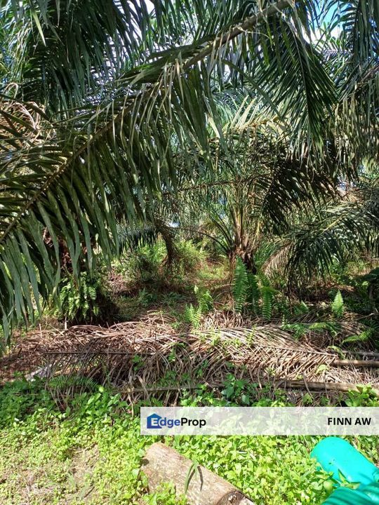 Pontian Johor Agricultural Land For Sale , Johor, Pontian