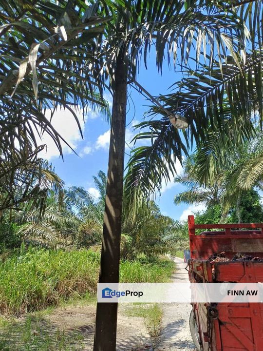 Pontian Johor Agricultural Land For Sale , Johor, Pontian