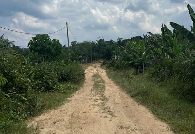 Palm Land at Jerantut Pahang for Sale.   200 Meter away fron Tar road. with Tap water supply.