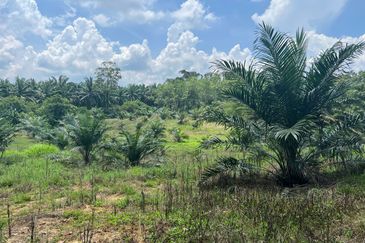 Palm Land at Jerantut Pahang for Sale.   200 Meter away fron Tar road. with Tap water supply.