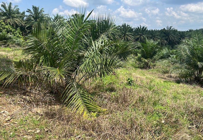 Palm Land at Jerantut Pahang for Sale.   200 Meter away fron Tar road. with Tap water supply.