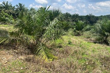 Palm Land at Jerantut Pahang for Sale.   200 Meter away fron Tar road. with Tap water supply.