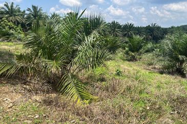 Palm Land at Jerantut Pahang for Sale.   200 Meter away fron Tar road. with Tap water supply.