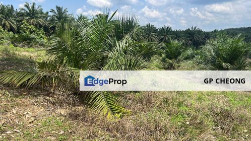 Palm Land at Jerantut Pahang for Sale.   200 Meter away fron Tar road. with Tap water supply., Pahang, Pekan