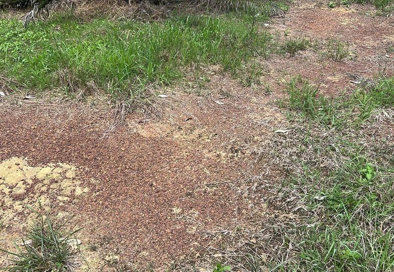 Palm Land at Jerantut Pahang for Sale.   200 Meter away fron Tar road.  Batu 57, Chinese Area