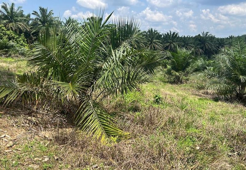 Palm Land at Jerantut Pahang for Sale.   200 Meter away fron Tar road.  Batu 57, Chinese Area